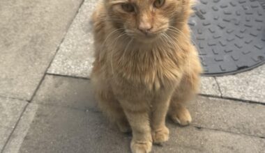 This little fella sits in my garden for hours upon hours per day, sometimes the whole day. What’s the likelihood he has an owner?