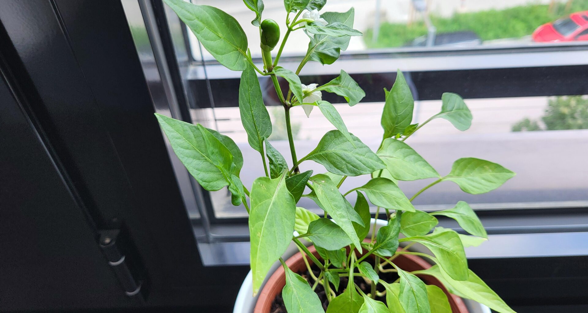 Chili aus 100% bürologischen Anbau, erste Blüte die nicht abgefallen ist