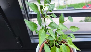 Chili aus 100% bürologischen Anbau, erste Blüte die nicht abgefallen ist