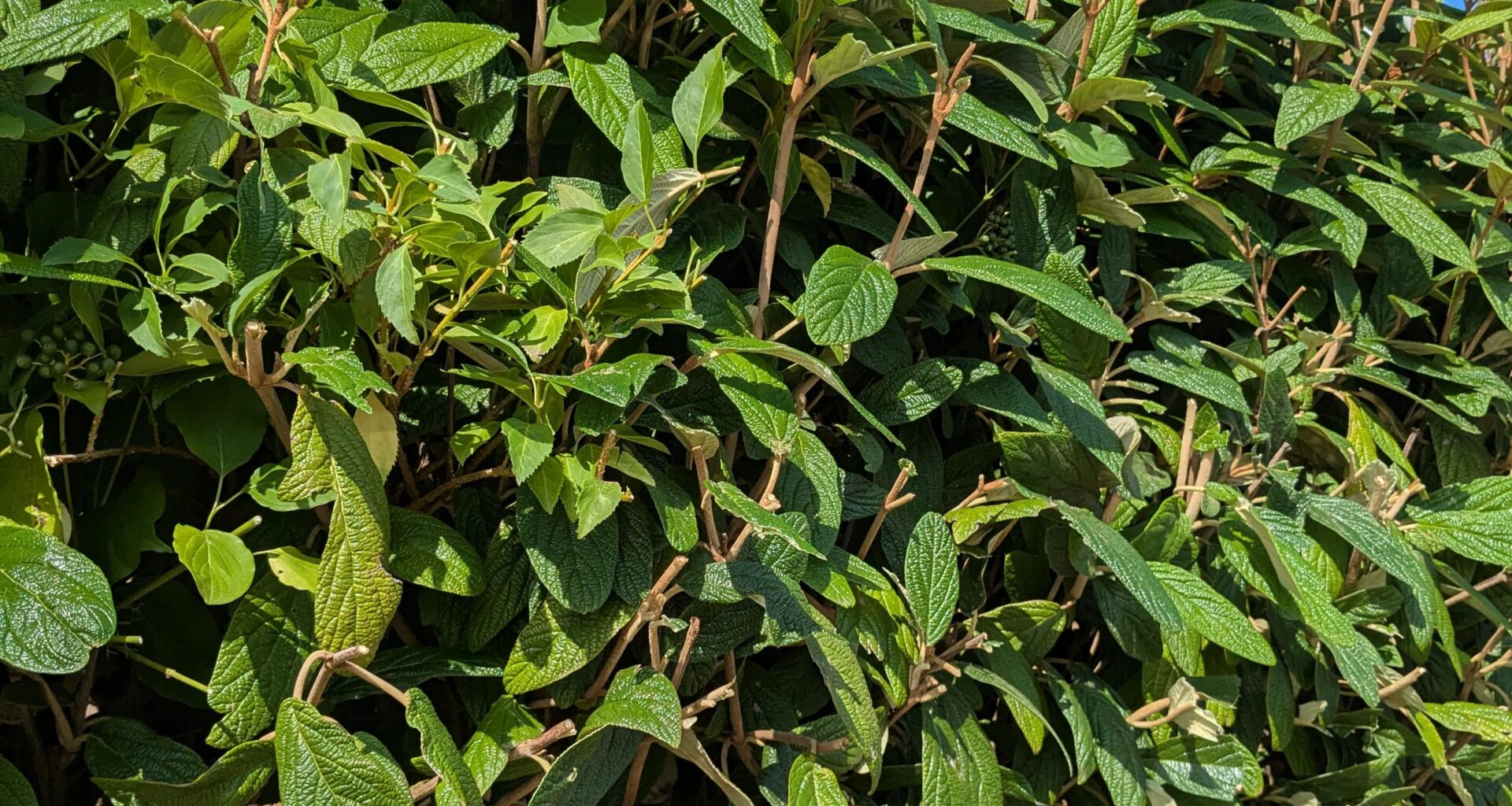 Was ist das und wie kann ich die Hecke schneiden ohne wegen Juckreiz auszuflippen?