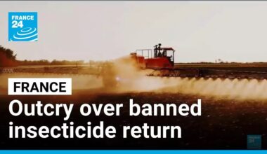Public outcry in France over return of banned insecticide • FRANCE 24 English