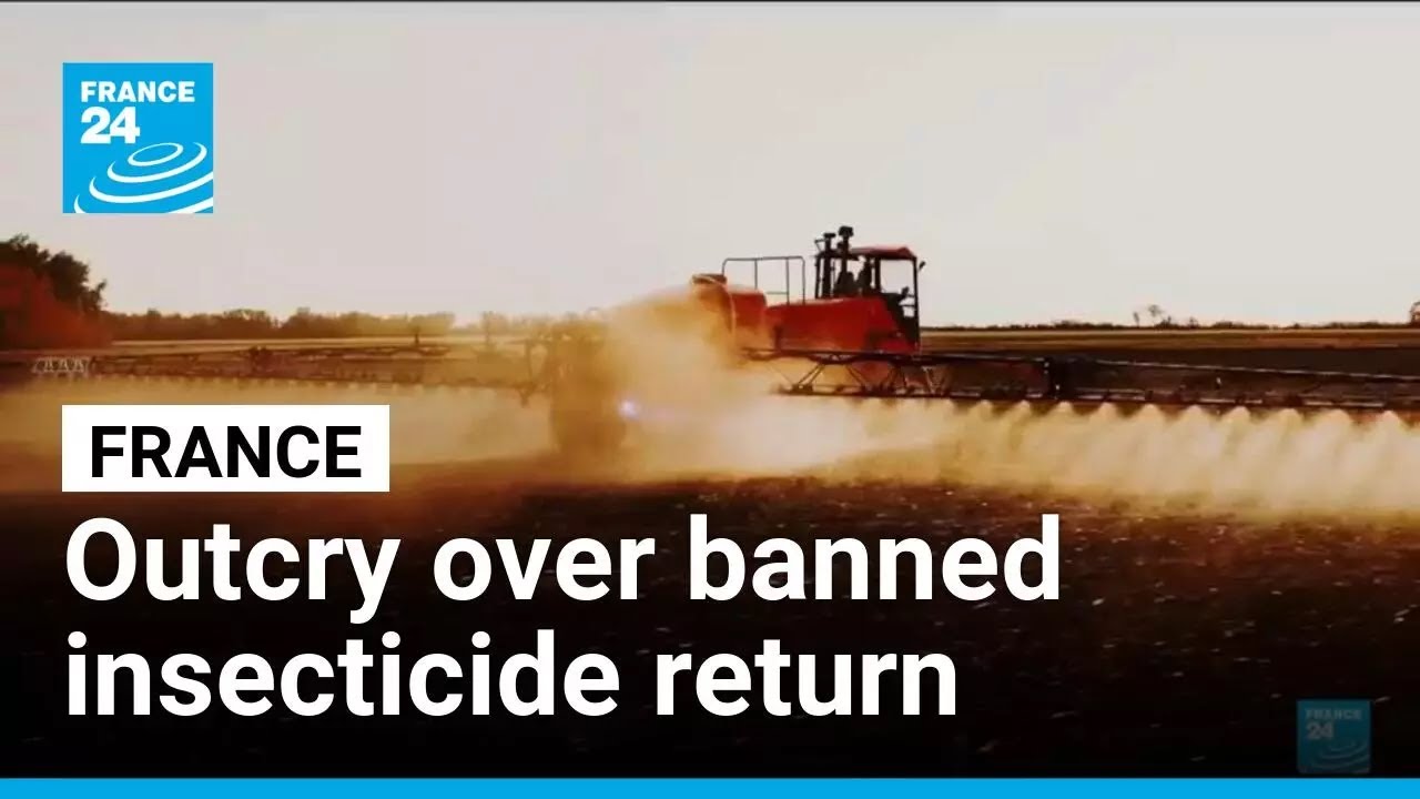 Public outcry in France over return of banned insecticide • FRANCE 24 English