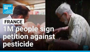 A million people sign French petition against bringing back bee-killing pesticide • FRANCE 24