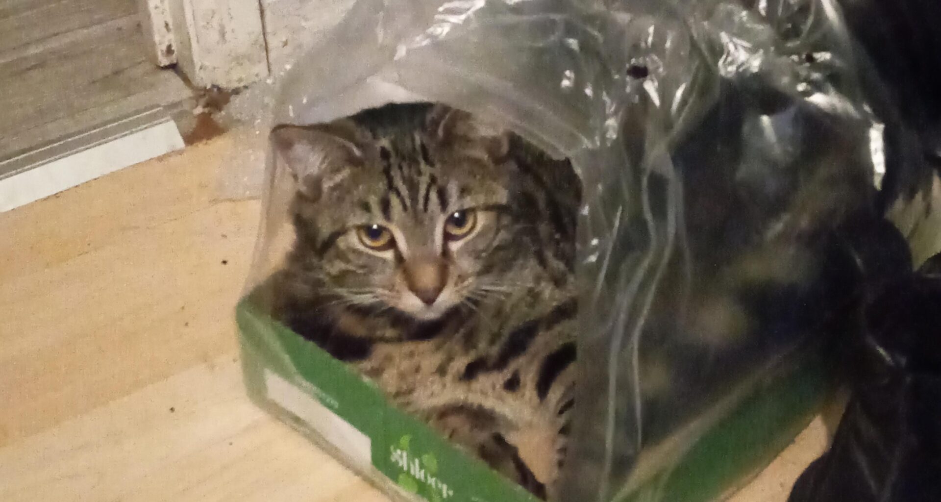 taby cat missing dungannon area