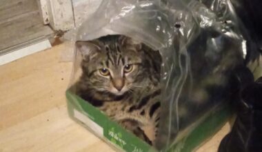 taby cat missing dungannon area