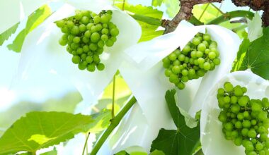 Japan's Fast-Growing Wine Market Embraces Natural Wine