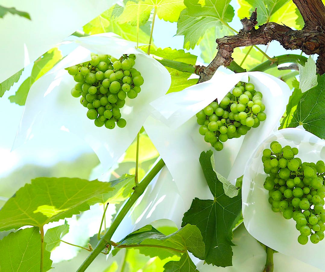 Japan's Fast-Growing Wine Market Embraces Natural Wine