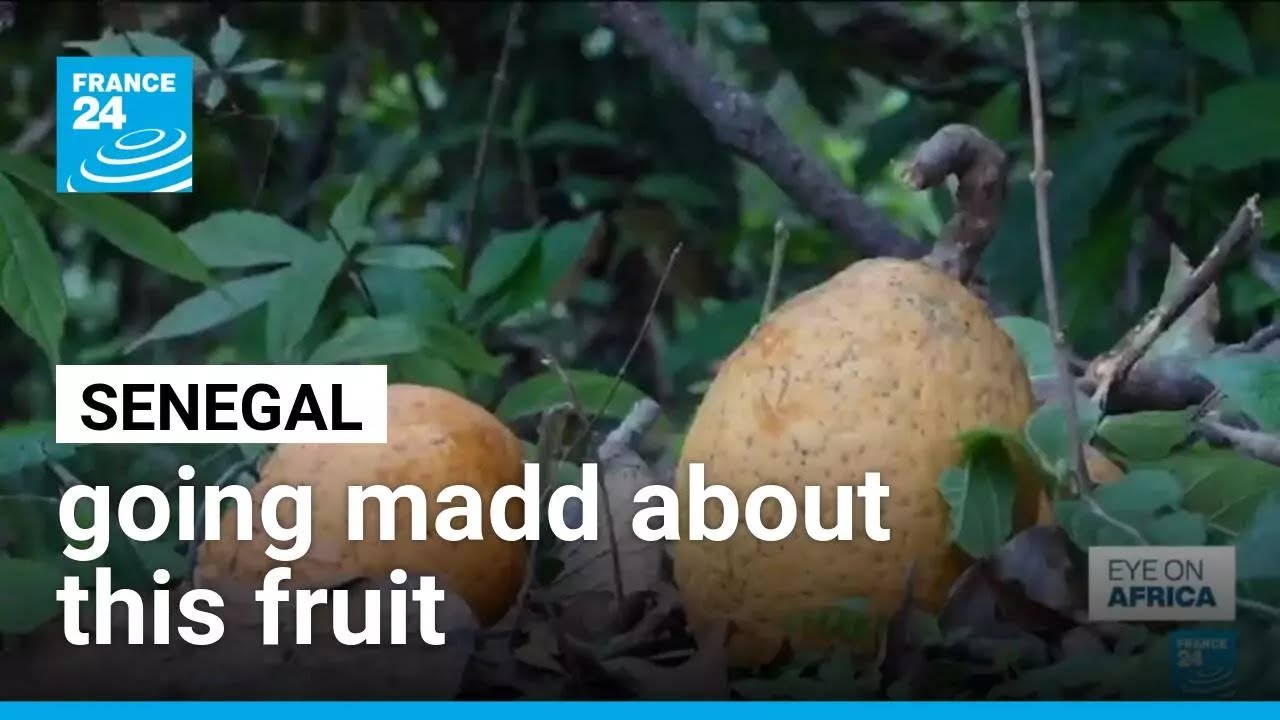 Senegal is going madd about the fruit • FRANCE 24 English