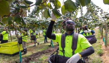 New Zealand kiwifruit growers complete successful harvest of 215 million trays amid strong market conditions