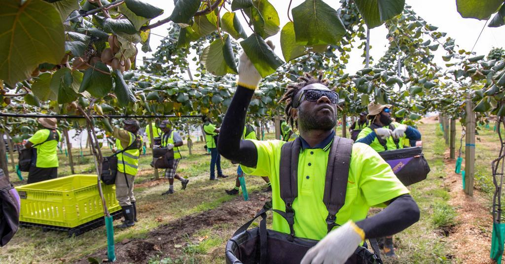 New Zealand kiwifruit growers complete successful harvest of 215 million trays amid strong market conditions