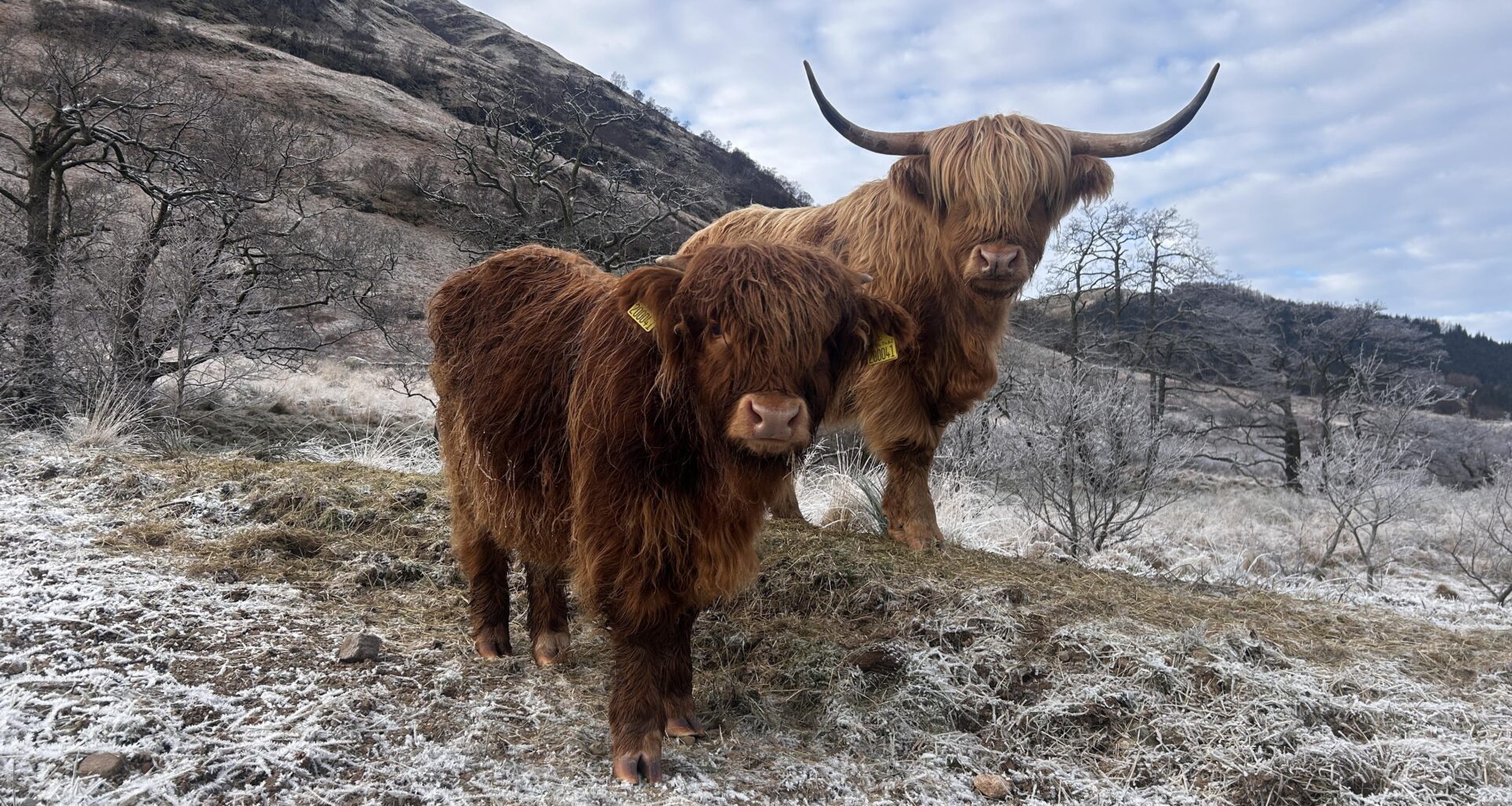 What good boys. Found in a field while exploring Glencoe.