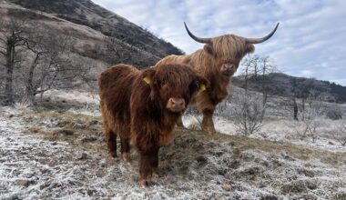 What good boys. Found in a field while exploring Glencoe.