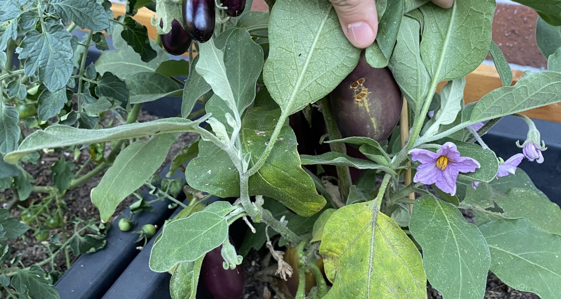 Nochmal meine Aubergine...
