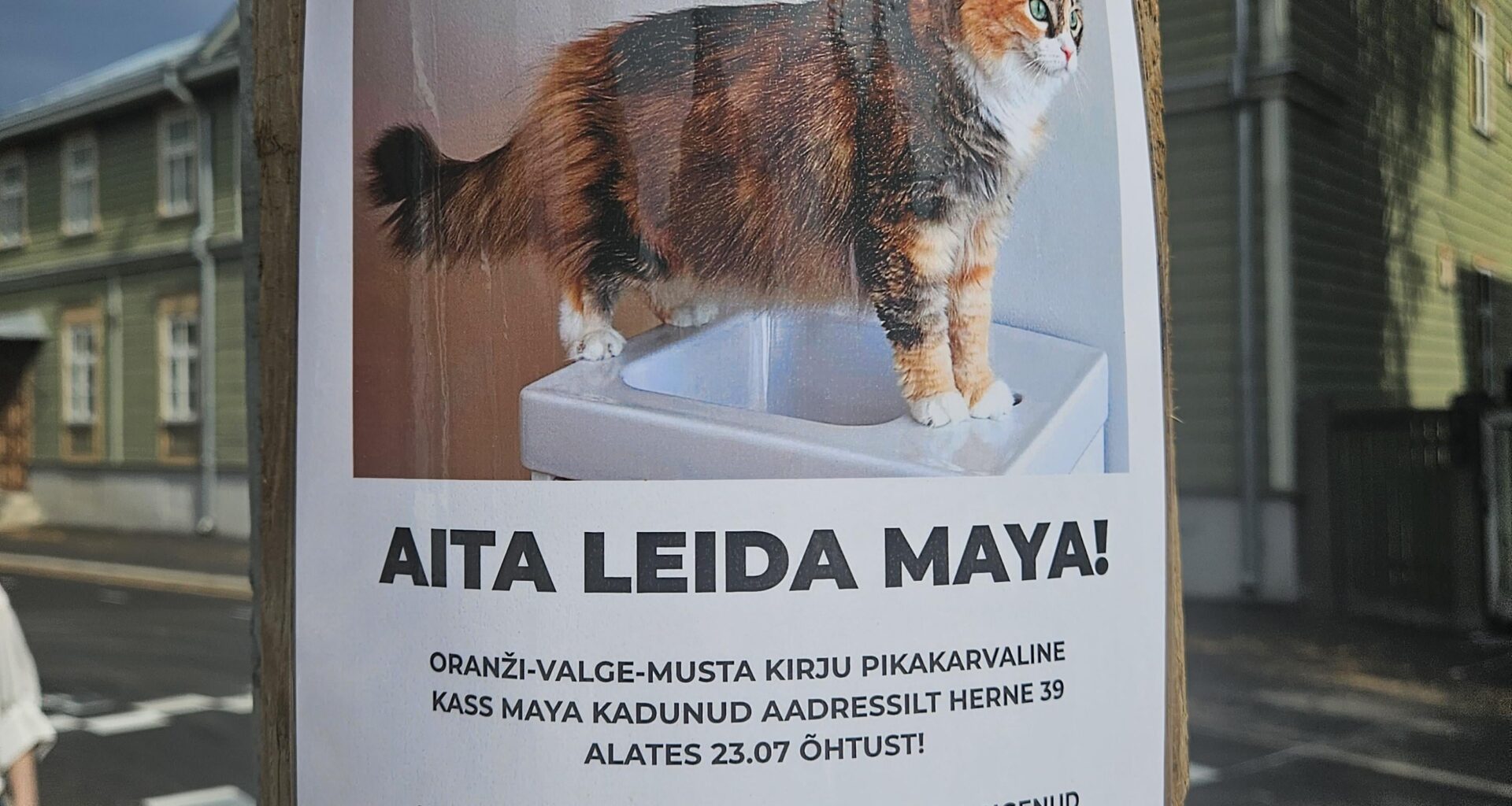 Aidake leida kiisu