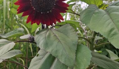 Unser Sonnenblume🌻