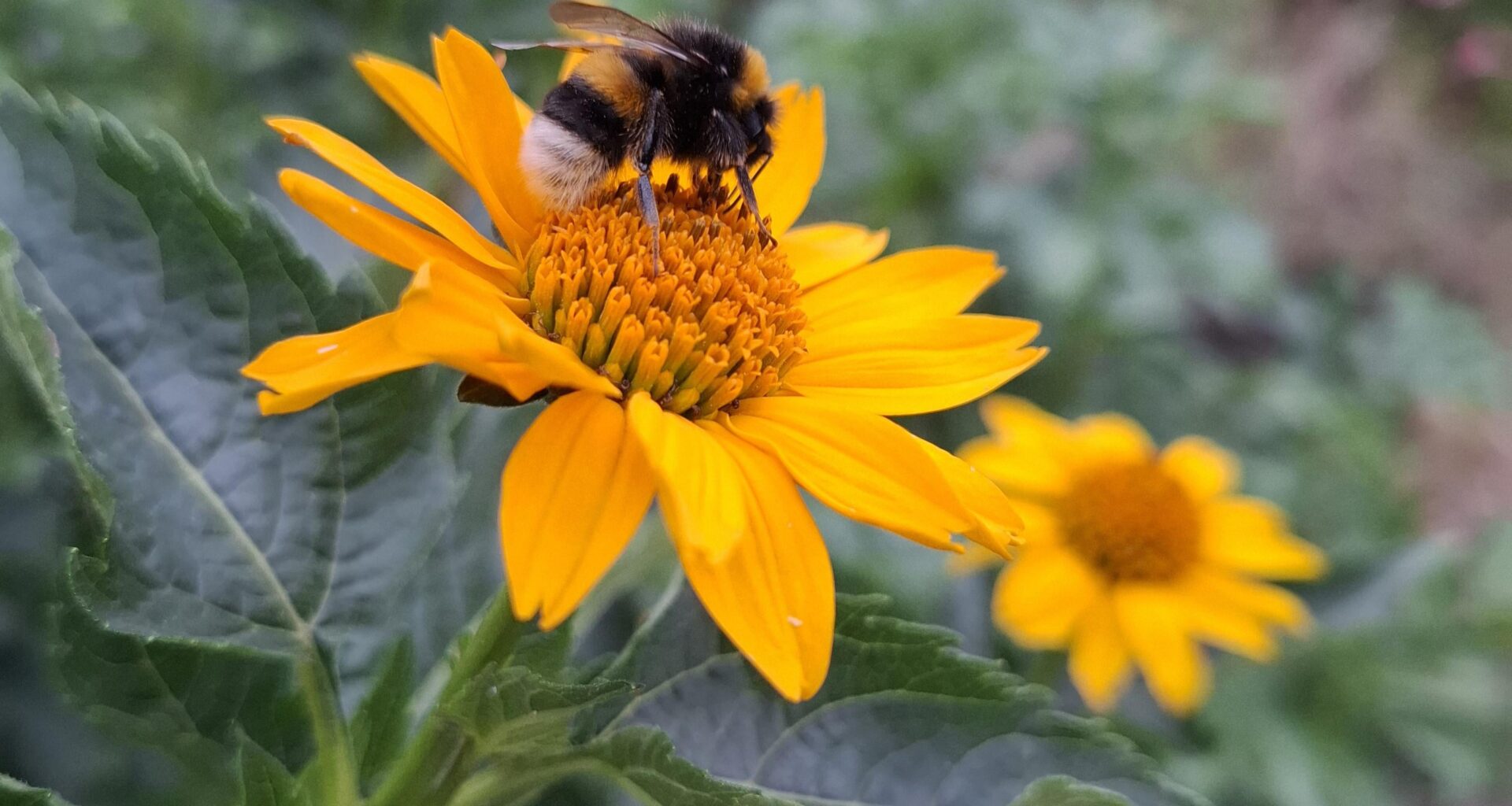 Hummel bei der Arbeit 🐝
