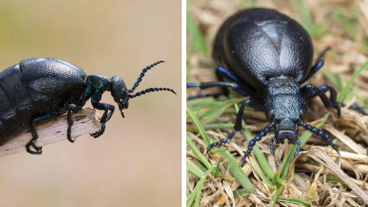 Eines der giftigsten Tiere Deutschlands lebt in Baden-Württemberg