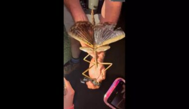 Australie : découverte de l’insecte le plus lourd jamais enregistré dans le pays • FRANCE 24