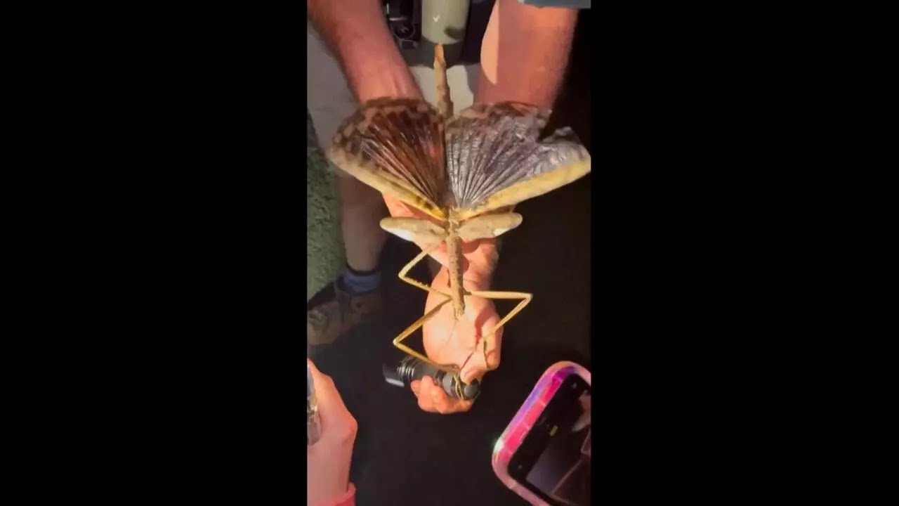Australie : découverte de l’insecte le plus lourd jamais enregistré dans le pays • FRANCE 24