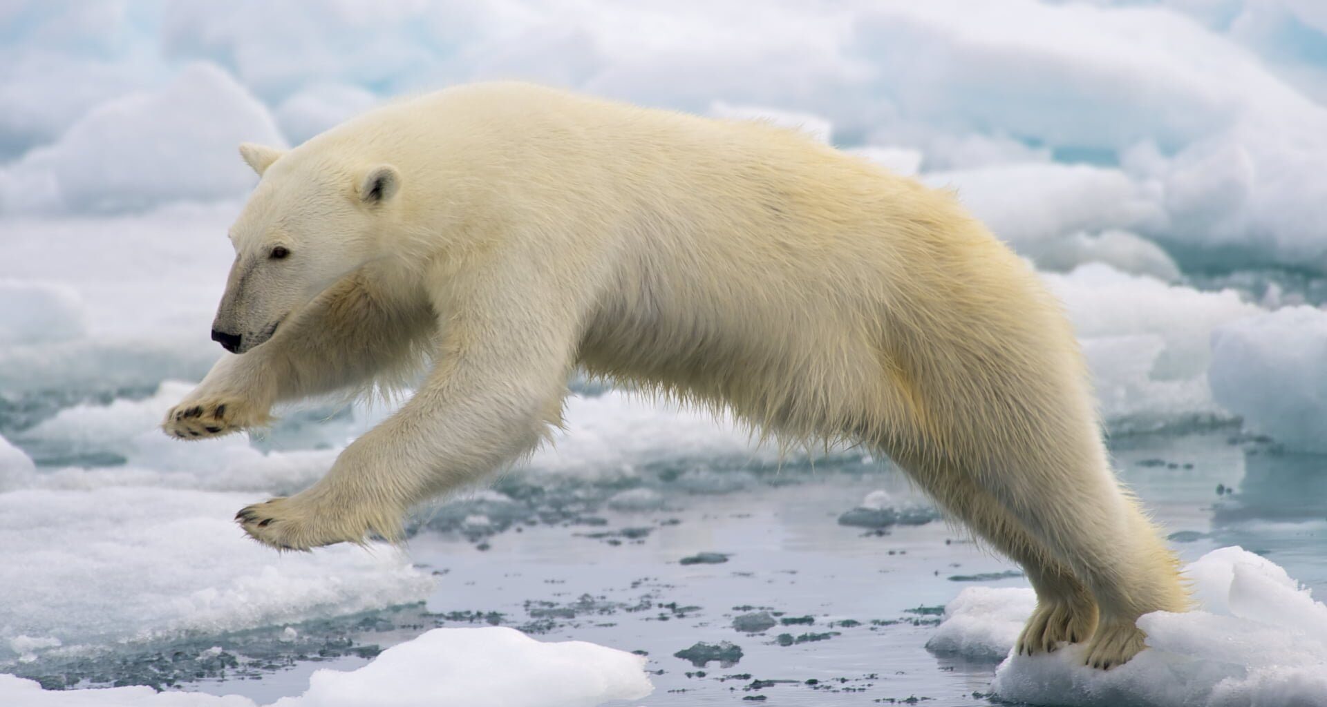 From Iceland — Polar Bear Surveillance Launched In Westfjords