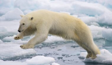 From Iceland — Polar Bear Surveillance Launched In Westfjords