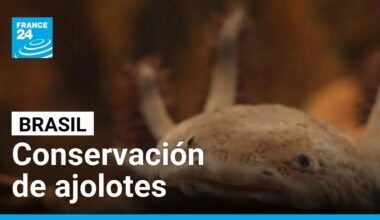 Ajolotes: los anfibios mexicanos fascinan a los visitantes del acuario más grande de Brasil