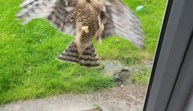 Our door smashed recently for seemingly no reason. This morning the mystery was solved!