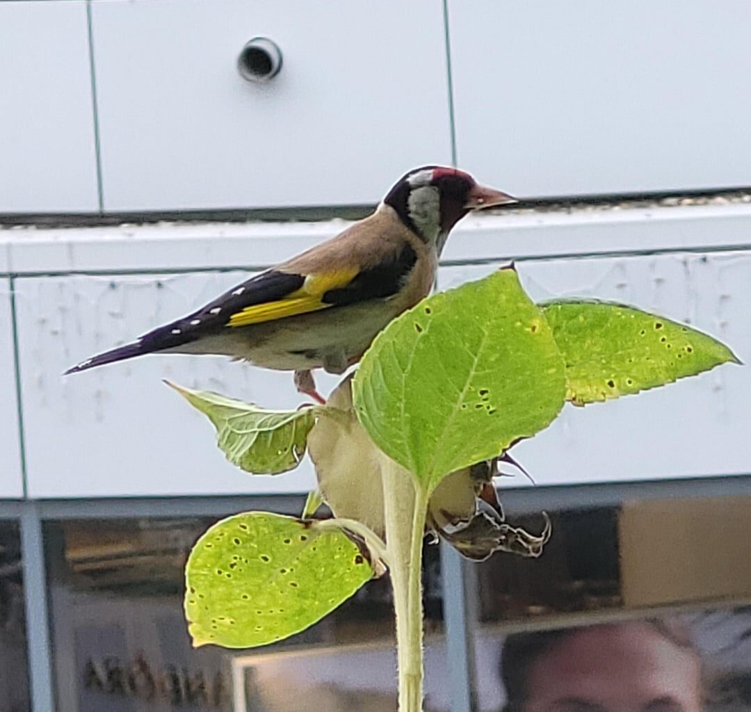 Stieglitz stibitzt meine Sonnenblumenkerne