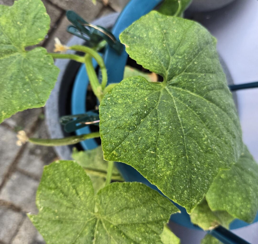 Hat meine Gurke Schnupfen?
