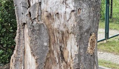 Baum gesund?