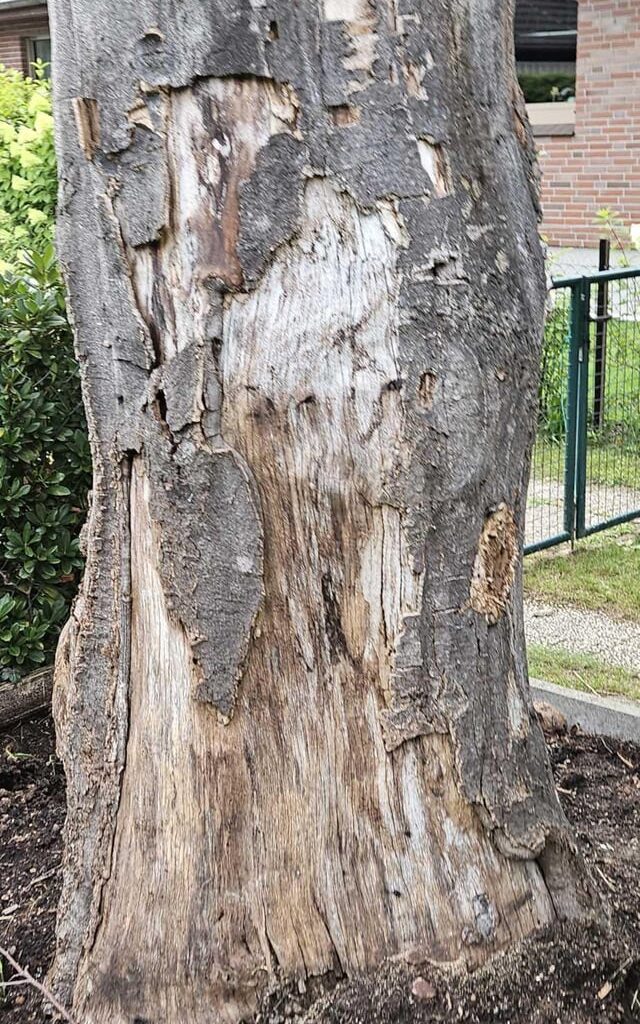 Baum gesund?