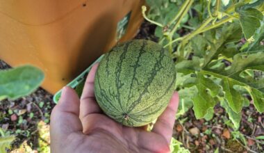 Mini Wassermelone fertig?