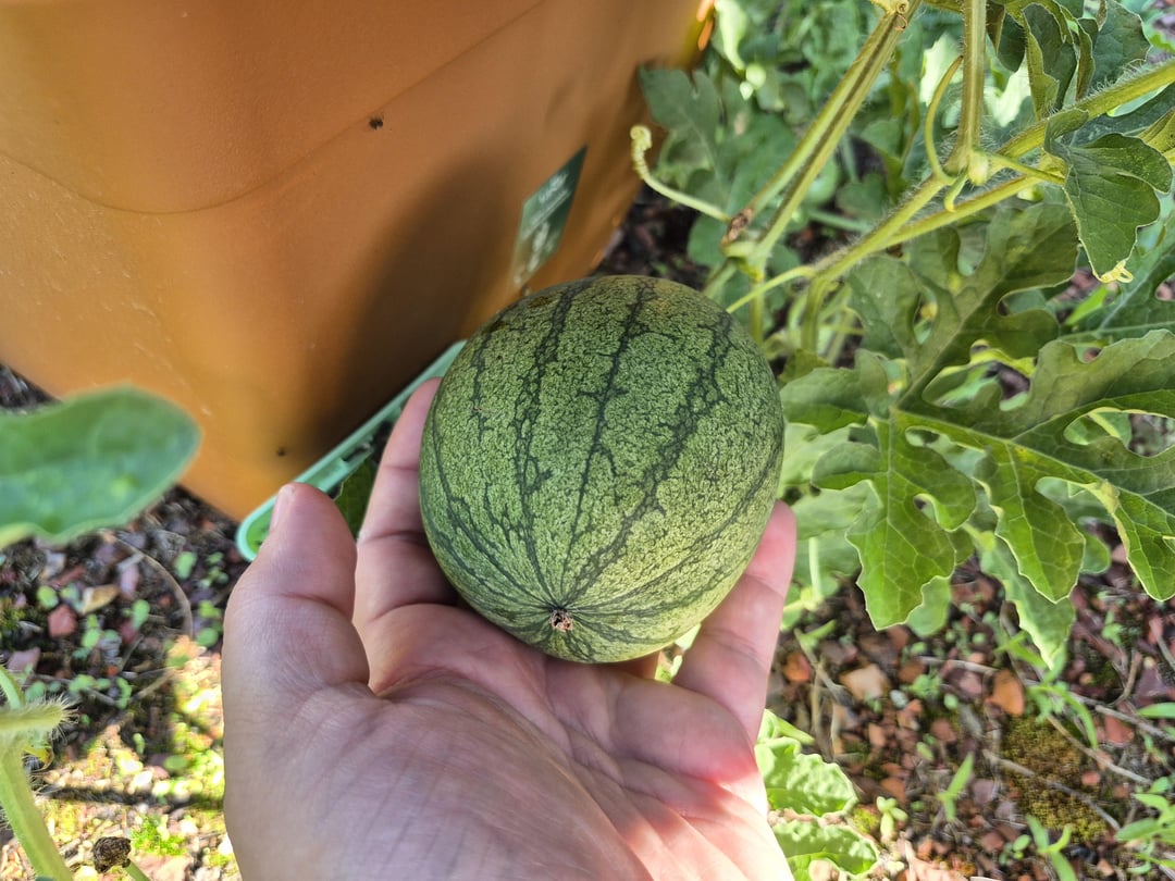 Mini Wassermelone fertig?