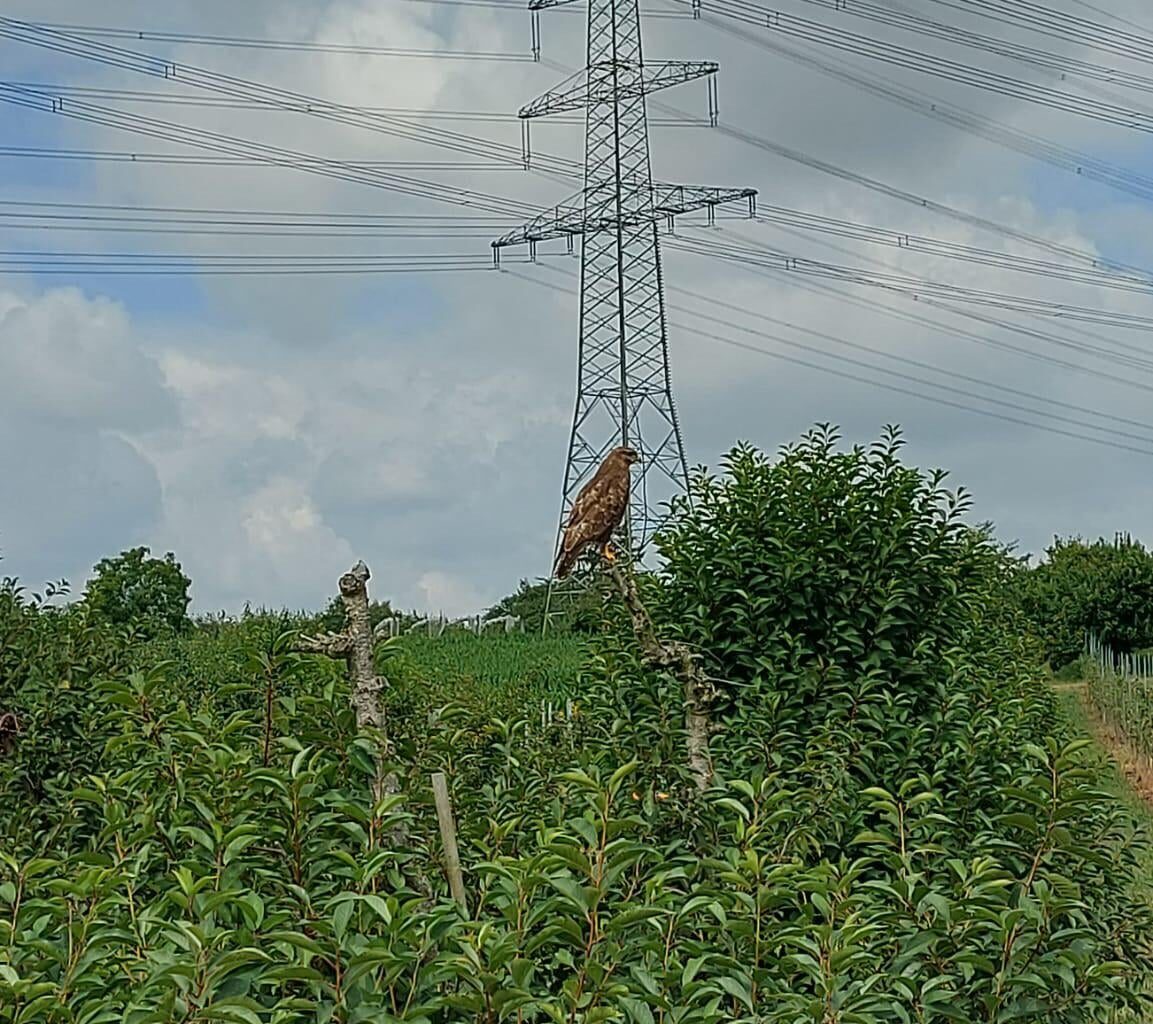 Der Mäusebussard [OC]