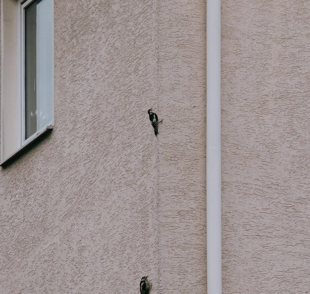 Zwei Spechte am Nachbarhaus