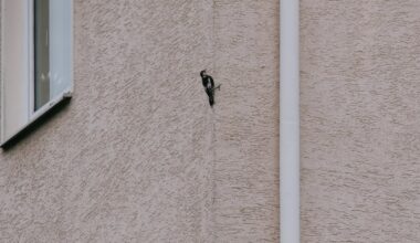 Zwei Spechte am Nachbarhaus