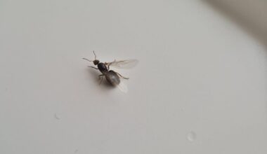 Help me to identify bugs in my apartment
