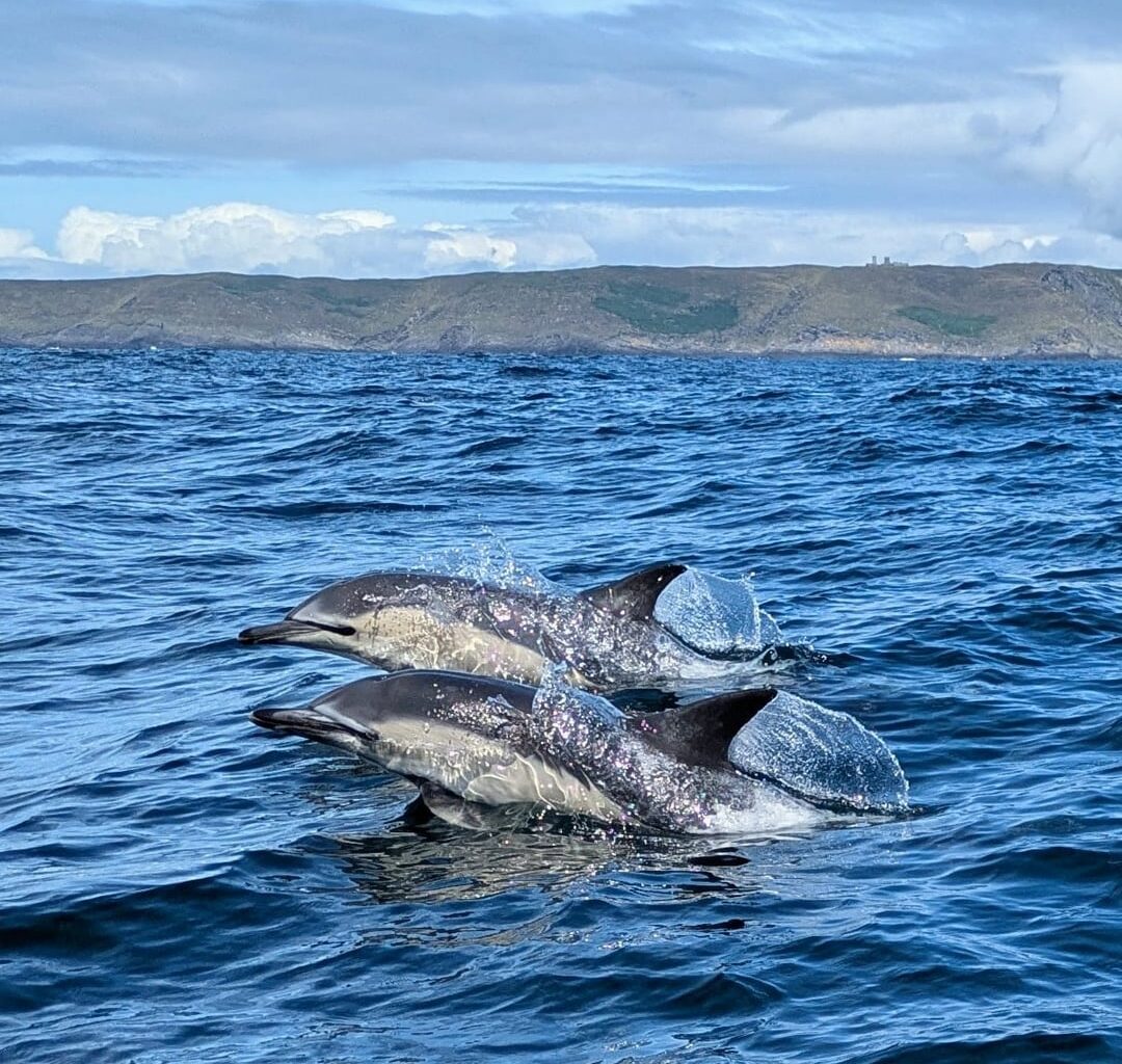 Dolphins!