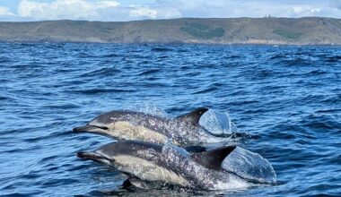 Dolphins!