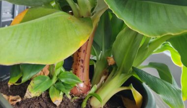 Bananenpflanzen Ableger