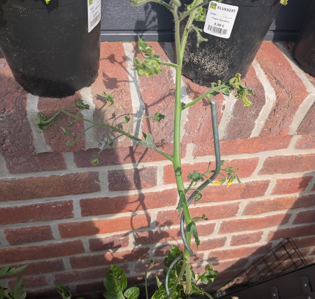 Tomaten - pure Verzweiflung