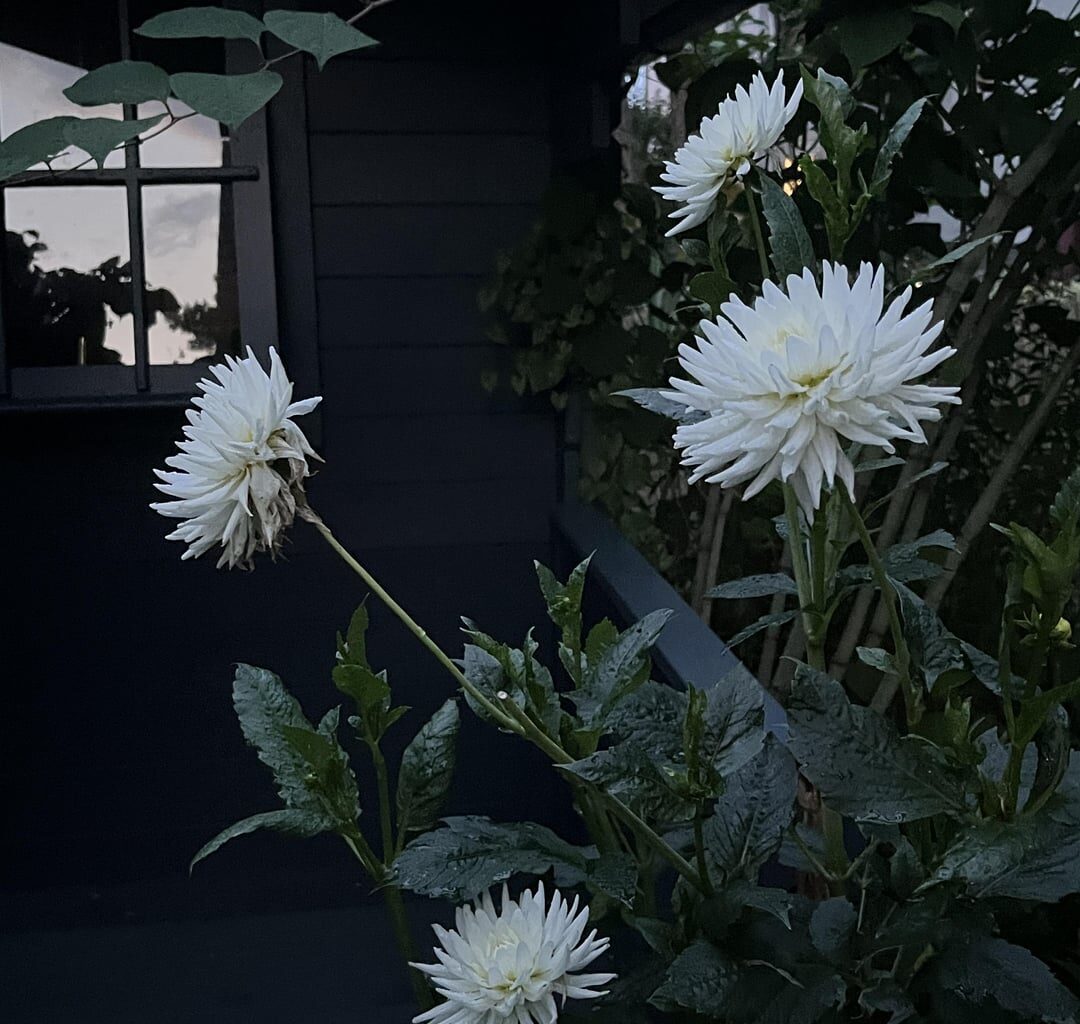 Abend im Garten