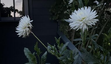Abend im Garten