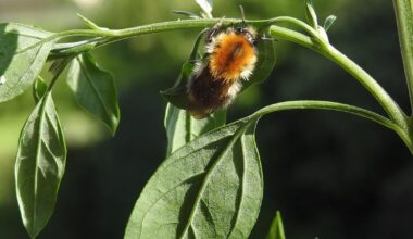Eine Ackerhummel hat sich zum putzen auf einen Weißen Gänsefuß nieder gelassen
