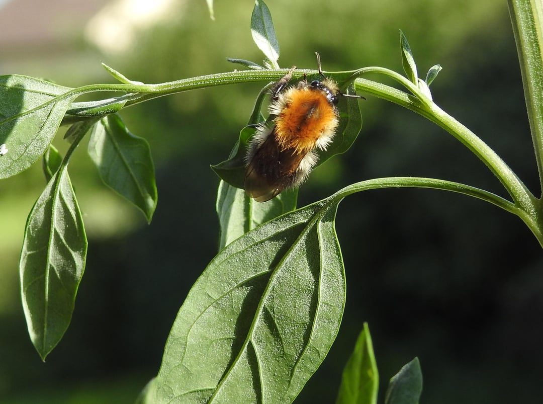 Eine Ackerhummel hat sich zum putzen auf einen Weißen Gänsefuß nieder gelassen