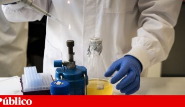 Portugal ganha mais quatro bolsas milionárias do Conselho Europeu de Investigação | Investigação científica