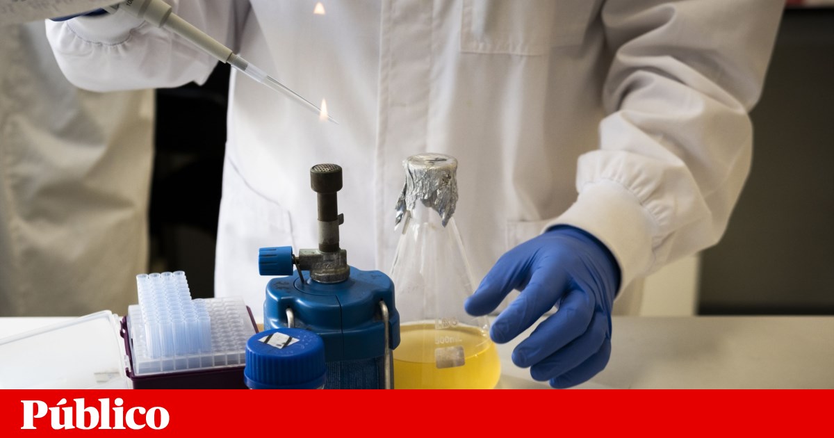 Portugal ganha mais quatro bolsas milionárias do Conselho Europeu de Investigação | Investigação científica