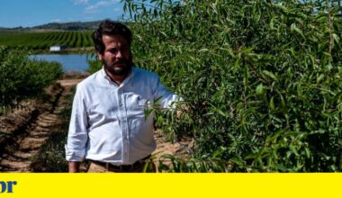 Brasileiro investe 50 milhões de euros na produção de amêndoas em Portugal | Negócios