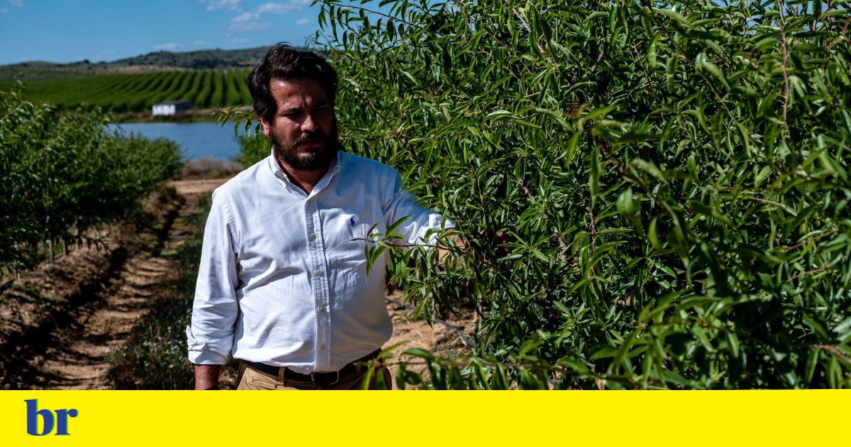 Brasileiro investe 50 milhões de euros na produção de amêndoas em Portugal | Negócios