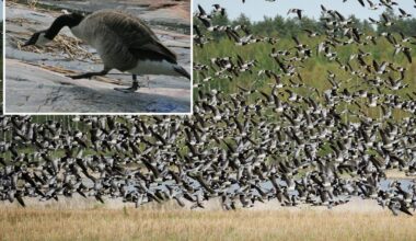 Hietsu Beach in Finland covered in 'shocking amount' of goose poop